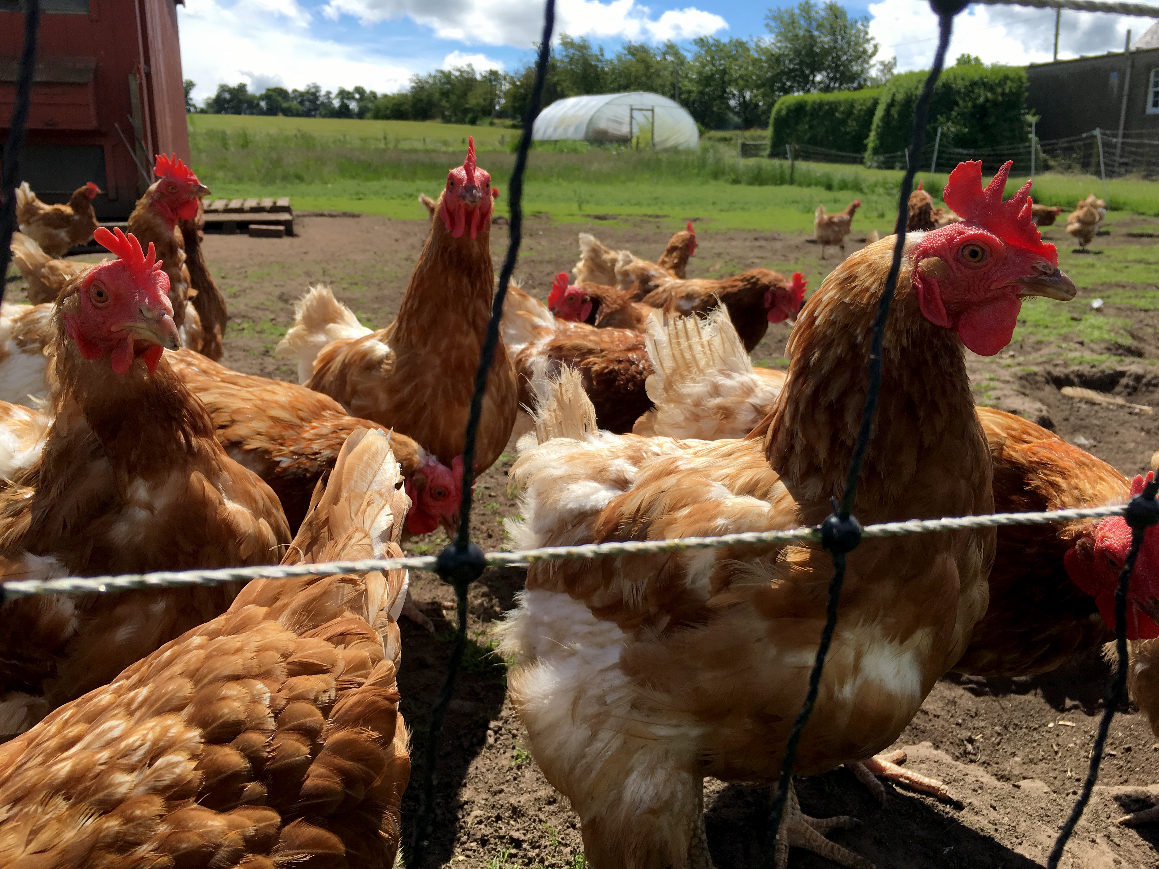 sustainable chicken farming